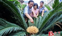 重庆铁树开花爆料事件视频,罕见奇观引发网友热议