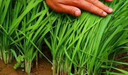 爆料假割韭菜视频,揭秘网络骗局背后的真相